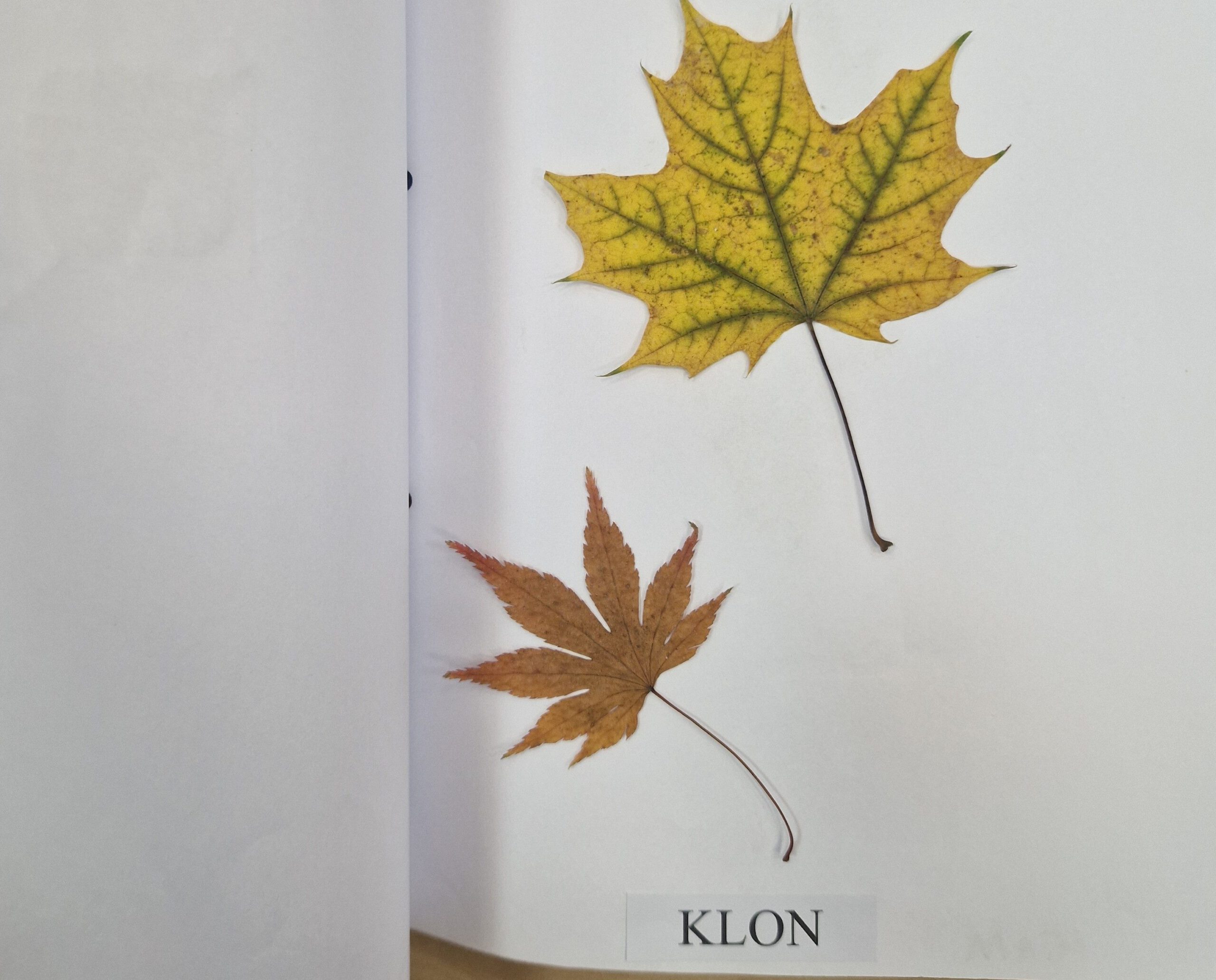 Lekcja przyrody w terenie.