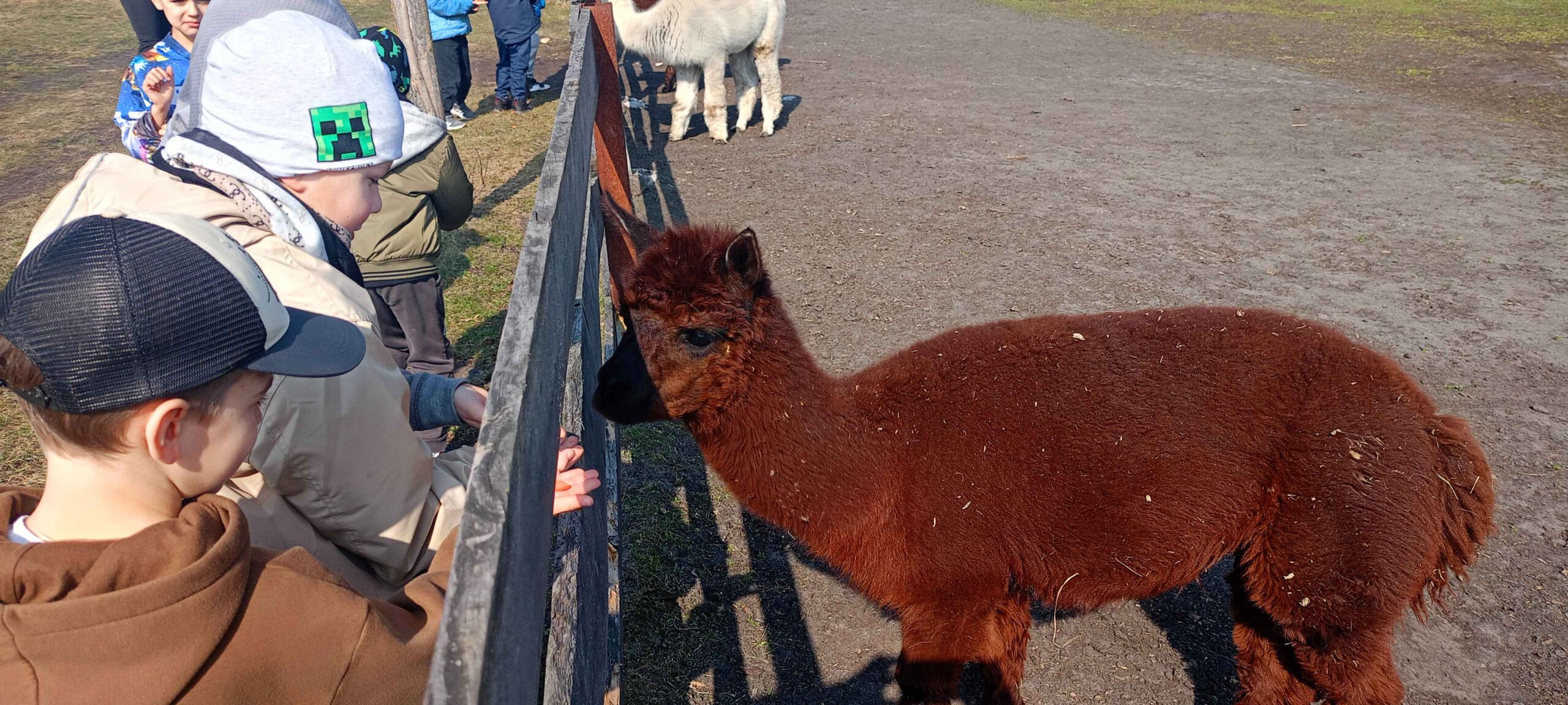 Wycieczka klas pierwszych do gospodarstwa edukacyjnego “Cuda Wianki”