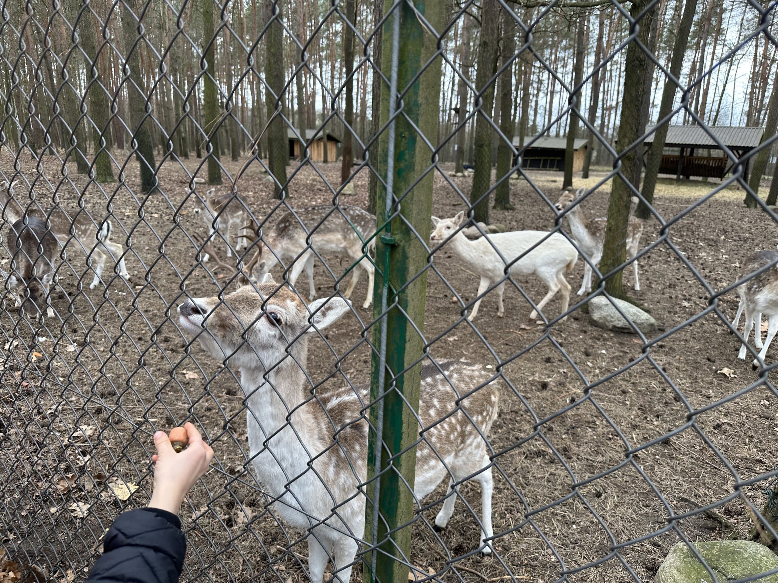Wycieczka do “Malowanej Zagrody”