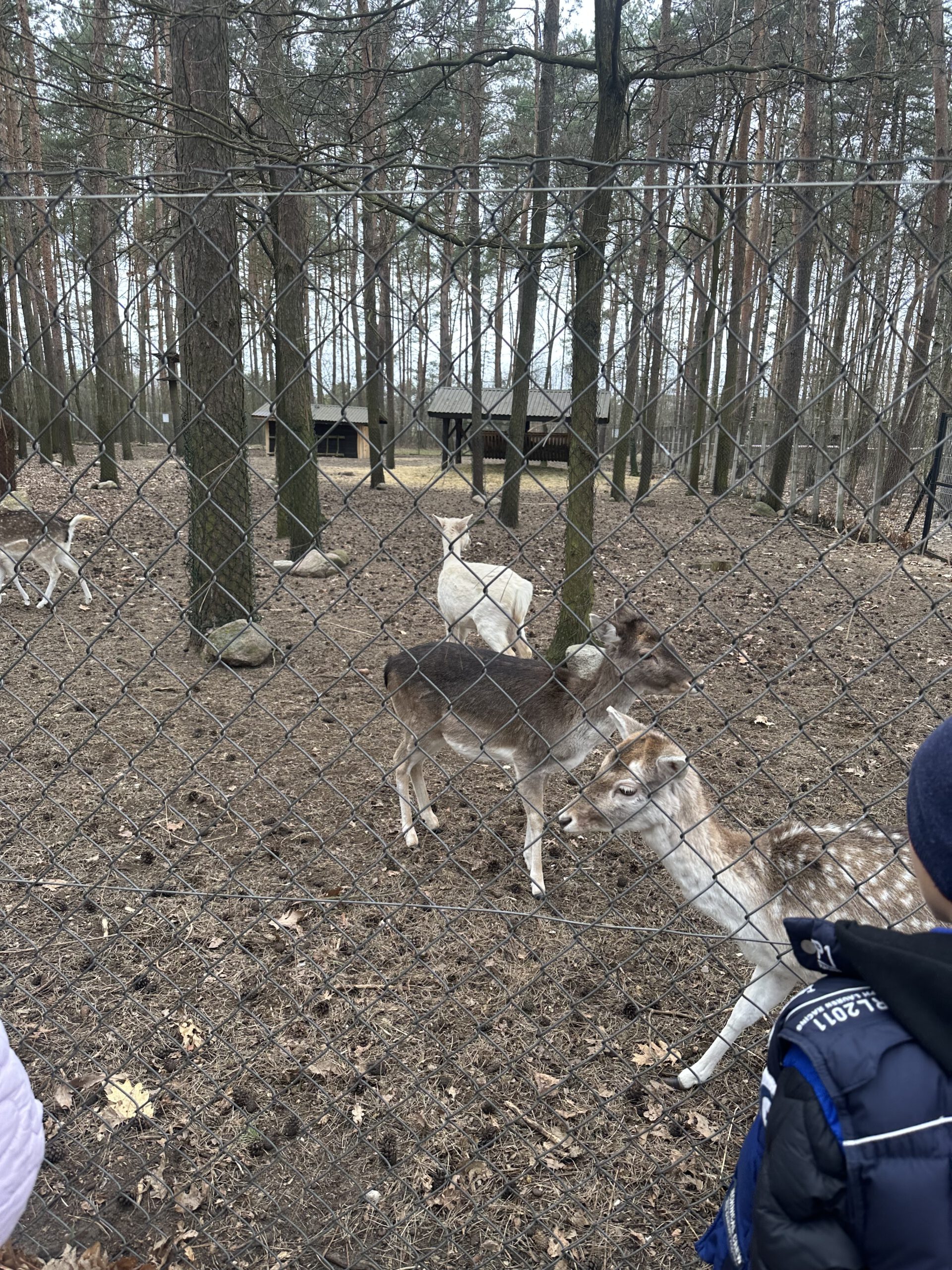 Wycieczka do “Malowanej Zagrody”
